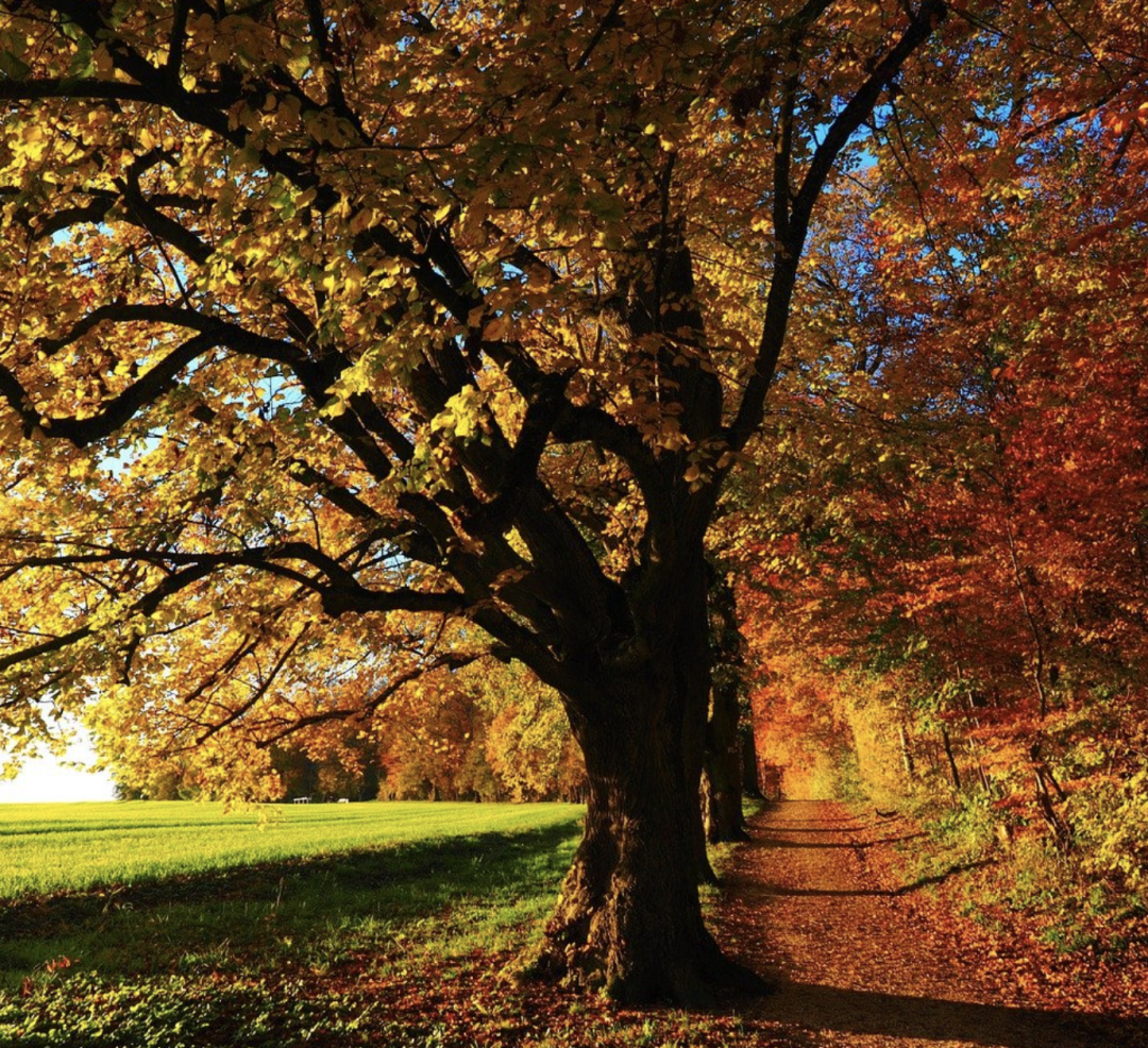Autumn Equinox: Balancing Yin and Yang in Traditional Chinese Medicine