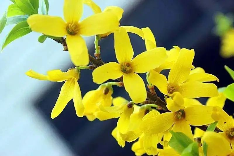 Understanding Chinese Herbal Medicine: The Many Benefits of Forsythia, Dissolving Nodules and Reducing Swelling, Clearing Heat and Promoting Diuresis!