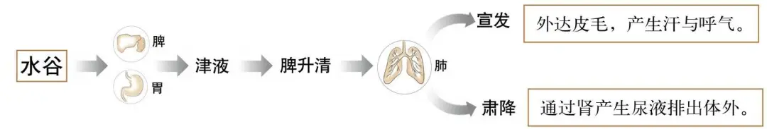 Foundations of Traditional Chinese Medicine: Functions of the Five Organs and Six Bowels
