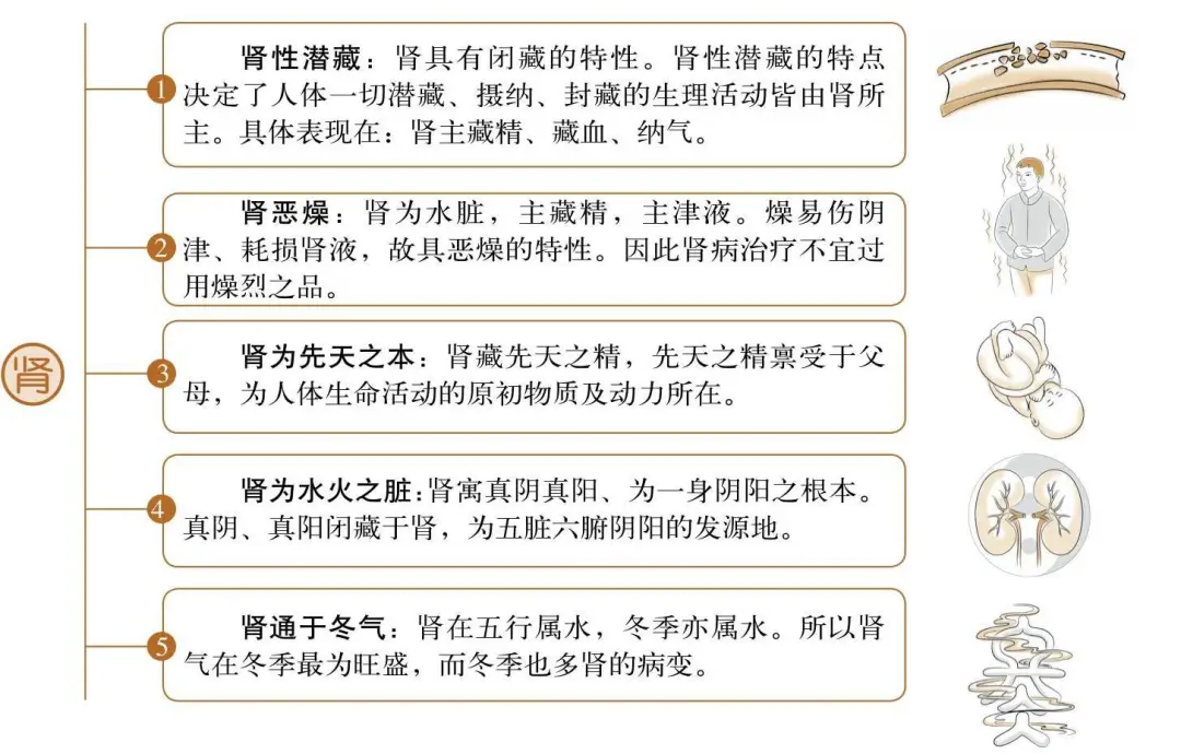 Foundations of Traditional Chinese Medicine: Functions of the Five Organs and Six Bowels