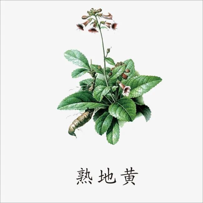 Rehmannia Glutinosa: A Comprehensive Overview