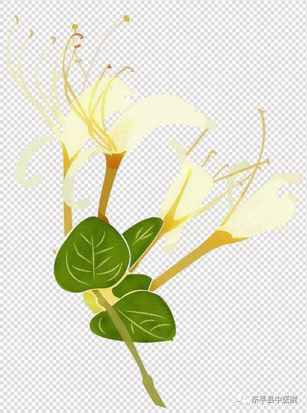 Honeysuckle (Jin Yin Hua) - A Comprehensive Overview