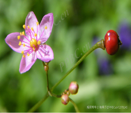 Understanding a Chinese Herbal Medicine Each Day: Ginseng