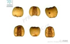 A Detailed Discussion on Coix Seed (Yi Yi Ren)