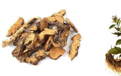 Cang Zhu (Atractylodes): "To Achieve Longevity, Regularly Consume Mountain Essence"