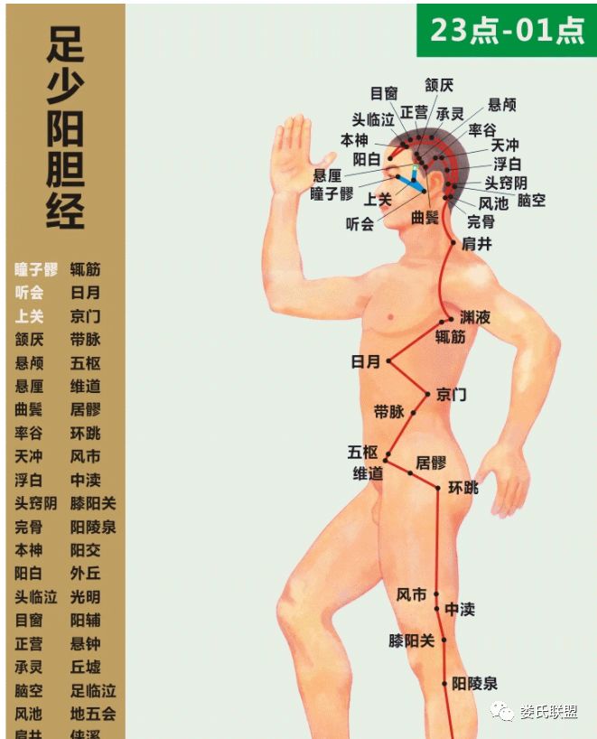 Dynamic Circulation Chart of the Twelve Meridians: Invaluable Insights!