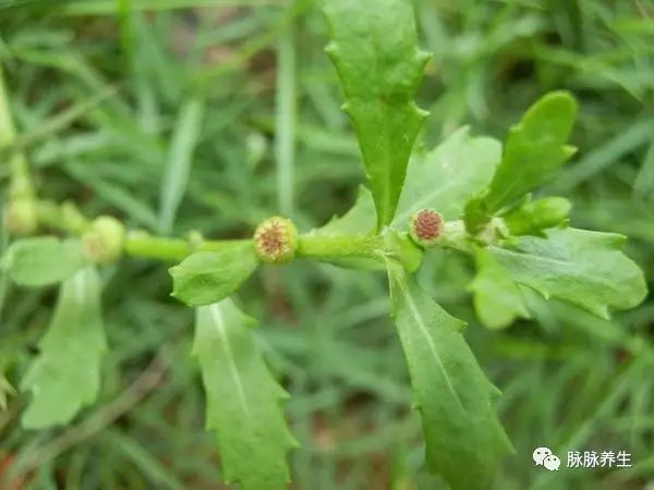 A Single Herb Cured My 30-Year Chronic Rhinitis