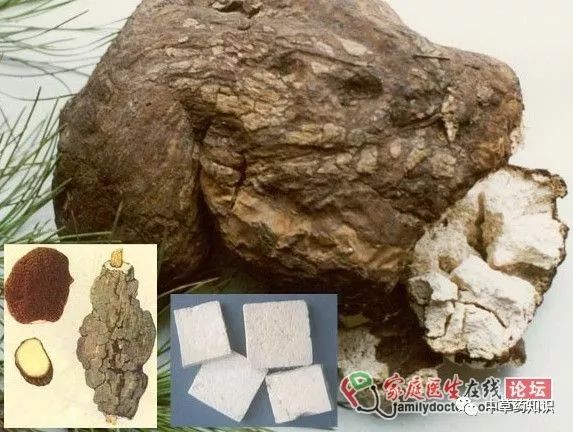 Traditional Chinese Medicine Herb: Fu Ling (Poria)