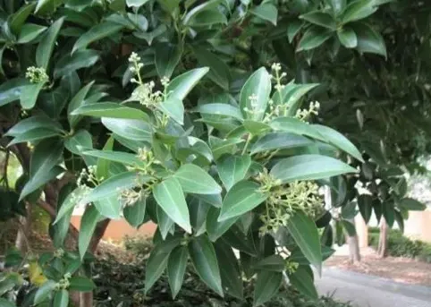 Daily Learning of Chinese Herbs - Cinnamon