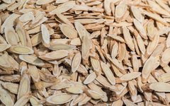 What Are the Benefits of Astragalus? Long-Term Consumption of Astragalus Water and Its Advantages