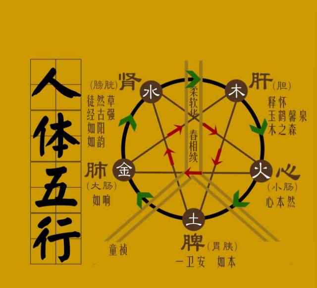 The Relationship Between the Five Elements and Organs in Traditional Chinese Medicine