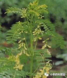 Astragalus: A Comprehensive Guide