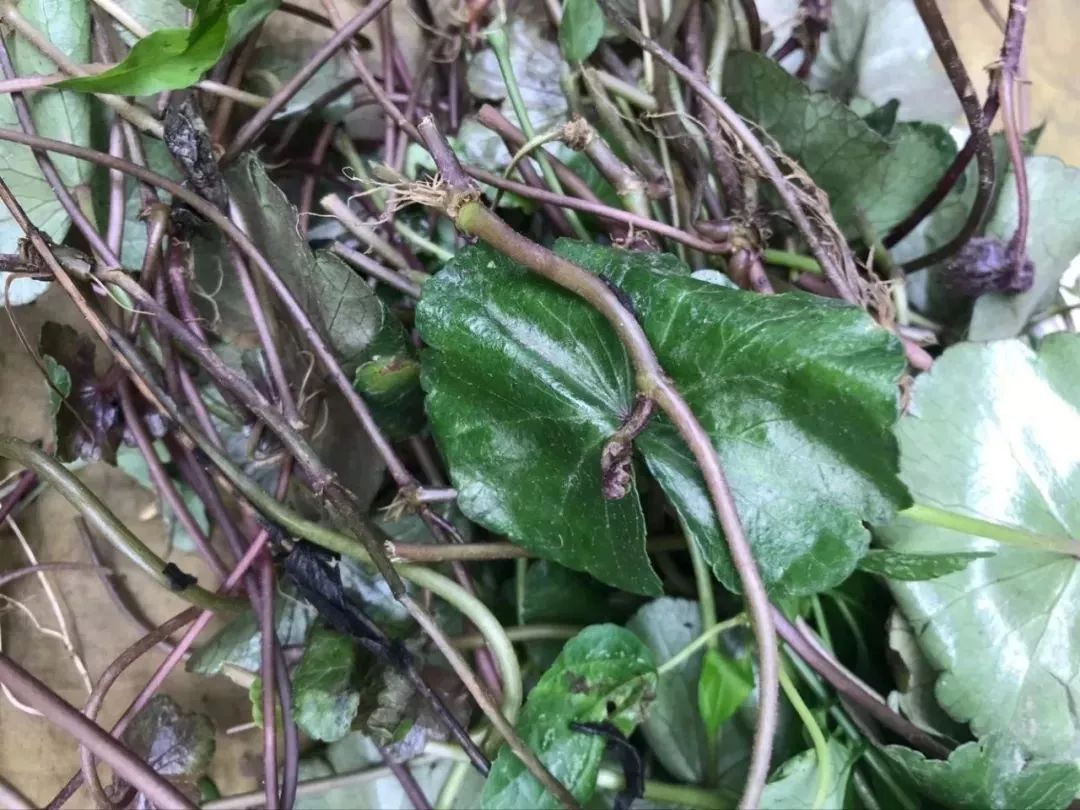 This Herb Not Only Relieves Mushroom Poisoning but Also Treats Hepatitis and Urinary Tract Infections!