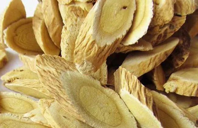The Efficacy, Functions, and Contraindications of Astragalus (Huang Qi)