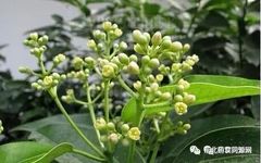 Knowledge of Chinese Medicinal Materials: Cinnamon