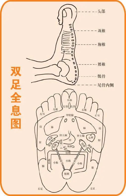 Comprehensive Guide to Holographic Diagnosis in Traditional Chinese Medicine