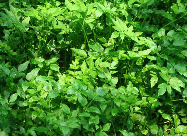 A Comprehensive Guide to 50 Common Medicinal Herbs in Rural China