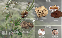Effects and Functions of Chuanxiong and Its Contraindications