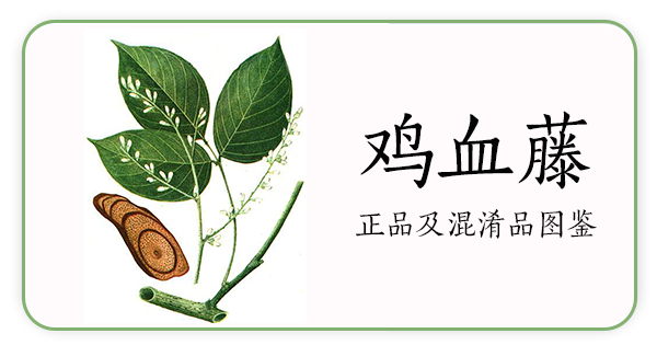 Angelica Sinensis | The Sacred Herb of Blood Restoration