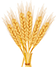 Whole Grains: The Foundation of Health, Are You Eating Right?