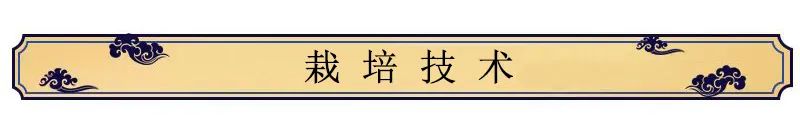 How to Cultivate Ginseng?