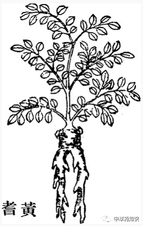 Traditional Chinese Medicine Knowledge | Astragalus