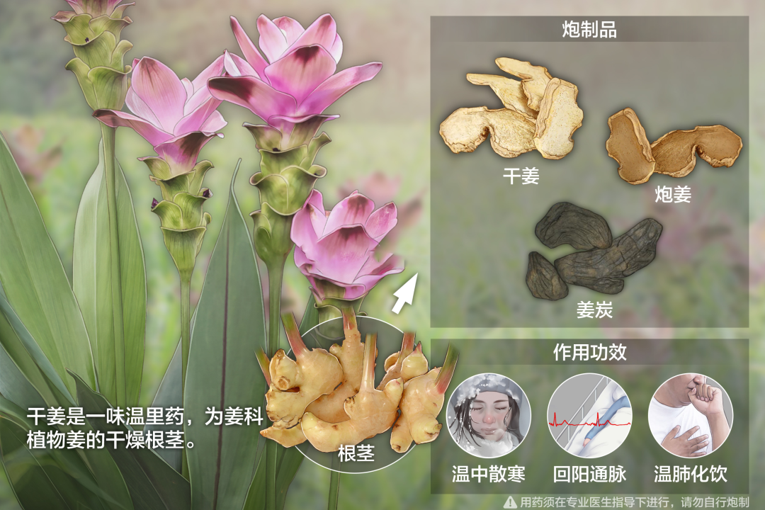 Daily Herb Insight: Warming and Detoxifying Properties of Dried Ginger