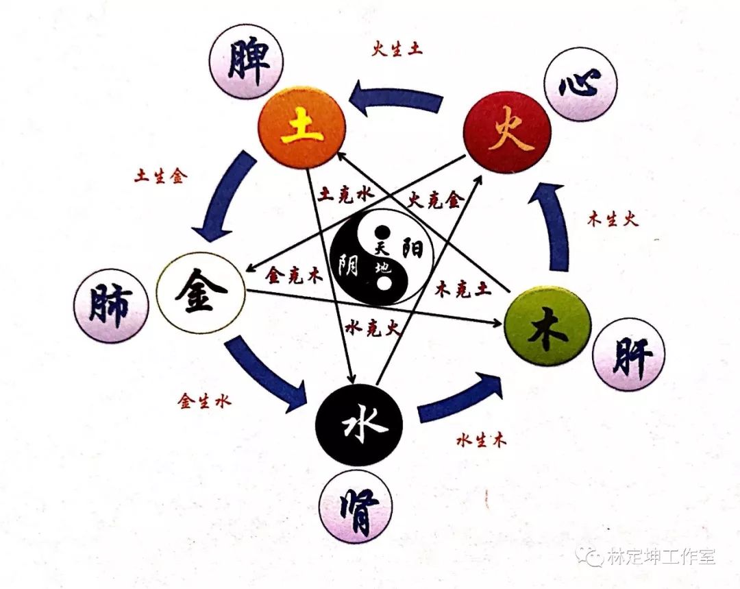 Discussing Bones and Muscles | The Harmony of Yin and Yang in the Human Body is the Foundation of Health