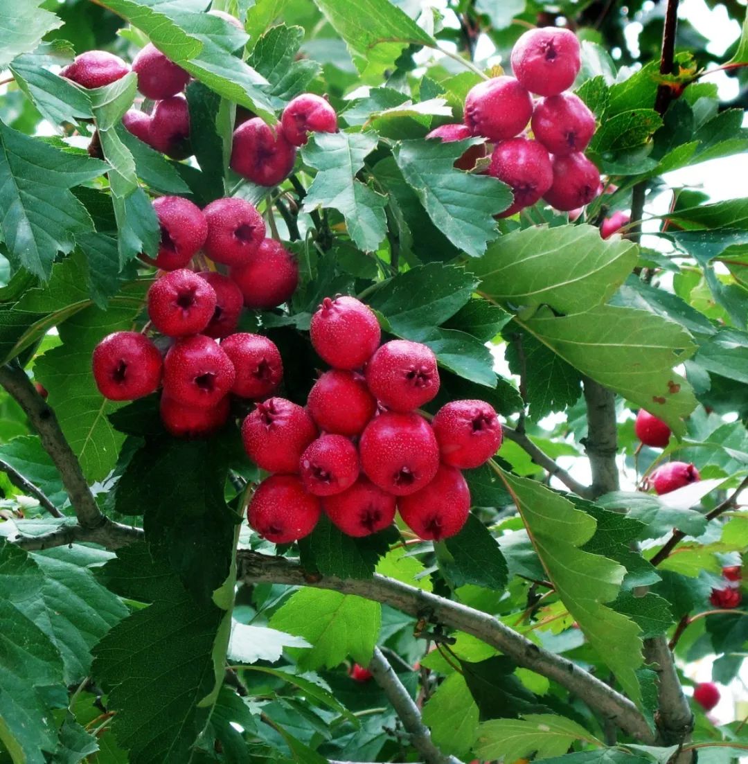 Traditional Chinese Medicine | The Story of Hawthorn and Its Digestive Benefits