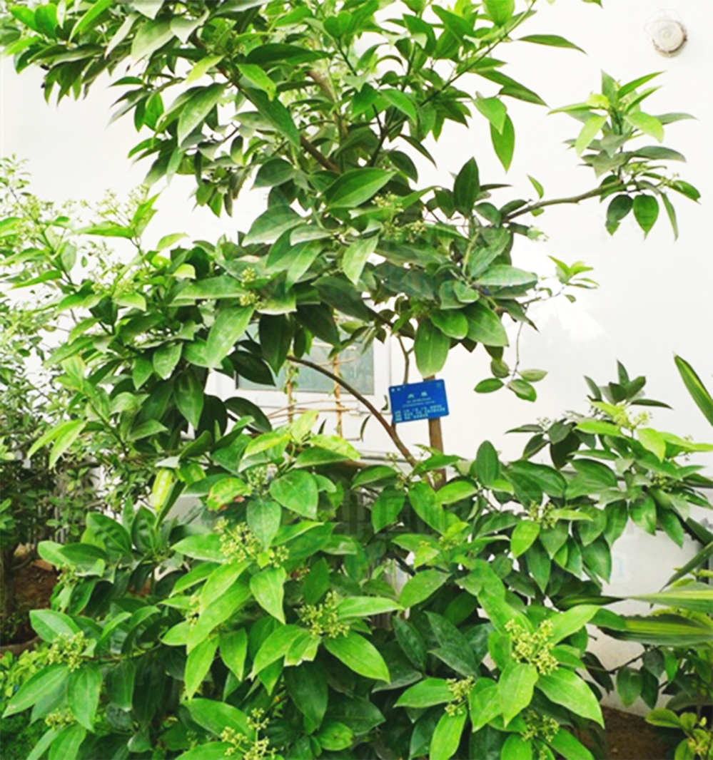 Understanding Cinnamon in Traditional Chinese Medicine