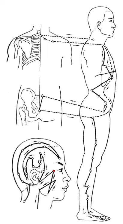 Diagram of the Twelve Meridians (Latest)