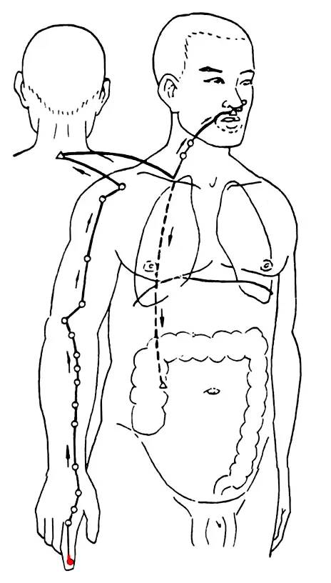 Diagram of the Twelve Meridians (Latest)