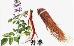 Dan Shen: Not Just a Supplement, but a Vital Herb for Blood Circulation and Calming the Mind