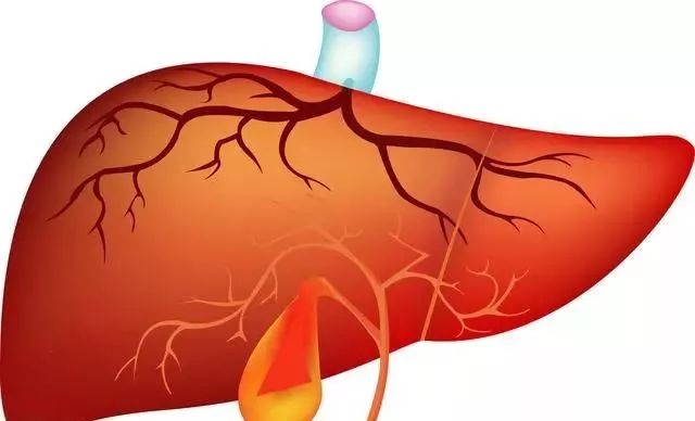 Traditional Chinese Medicine: The Gallbladder as the Chief of the Six Fu Organs with Functions of Storage, Excretion, and Decision-Making