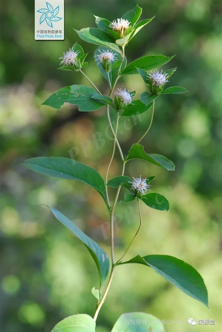 A Detailed Discussion on Traditional Chinese Medicine: Cang Zhu (Atractylodes)