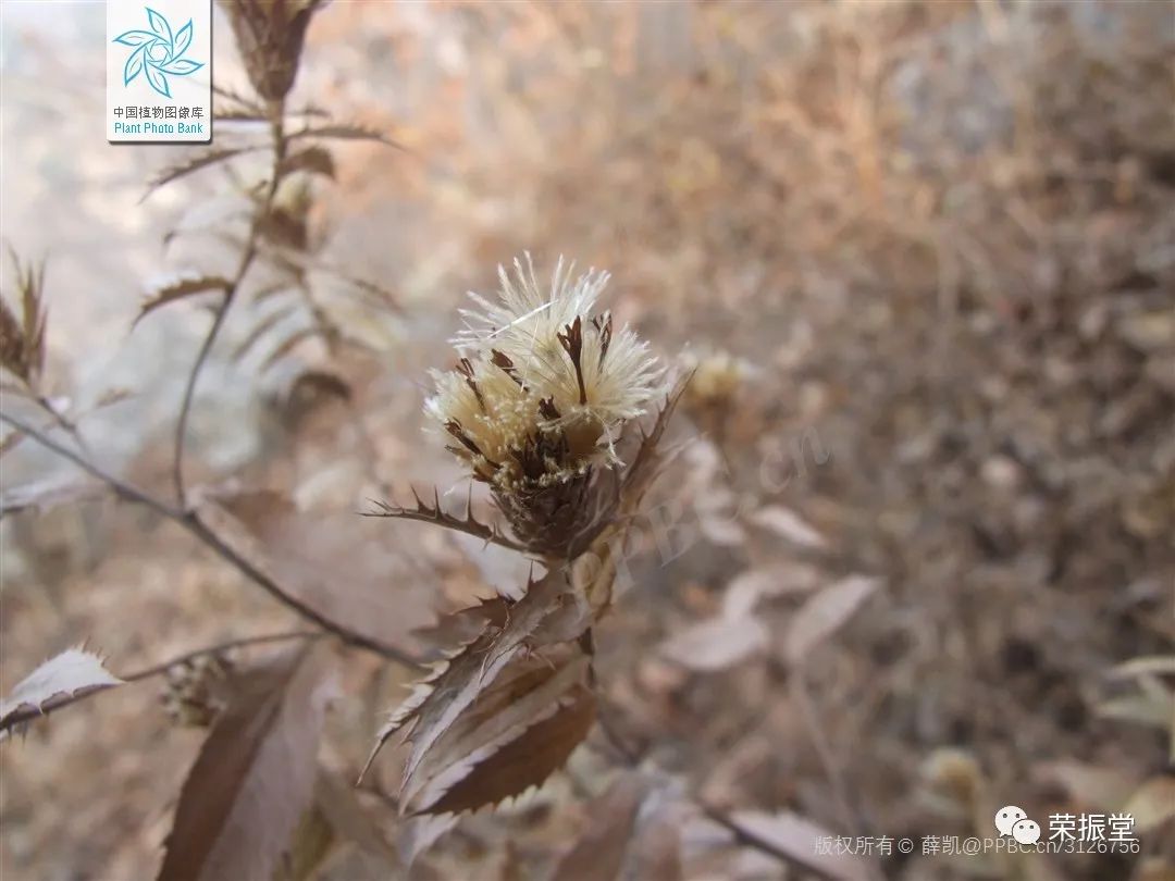 A Detailed Discussion on Traditional Chinese Medicine: Cang Zhu (Atractylodes)