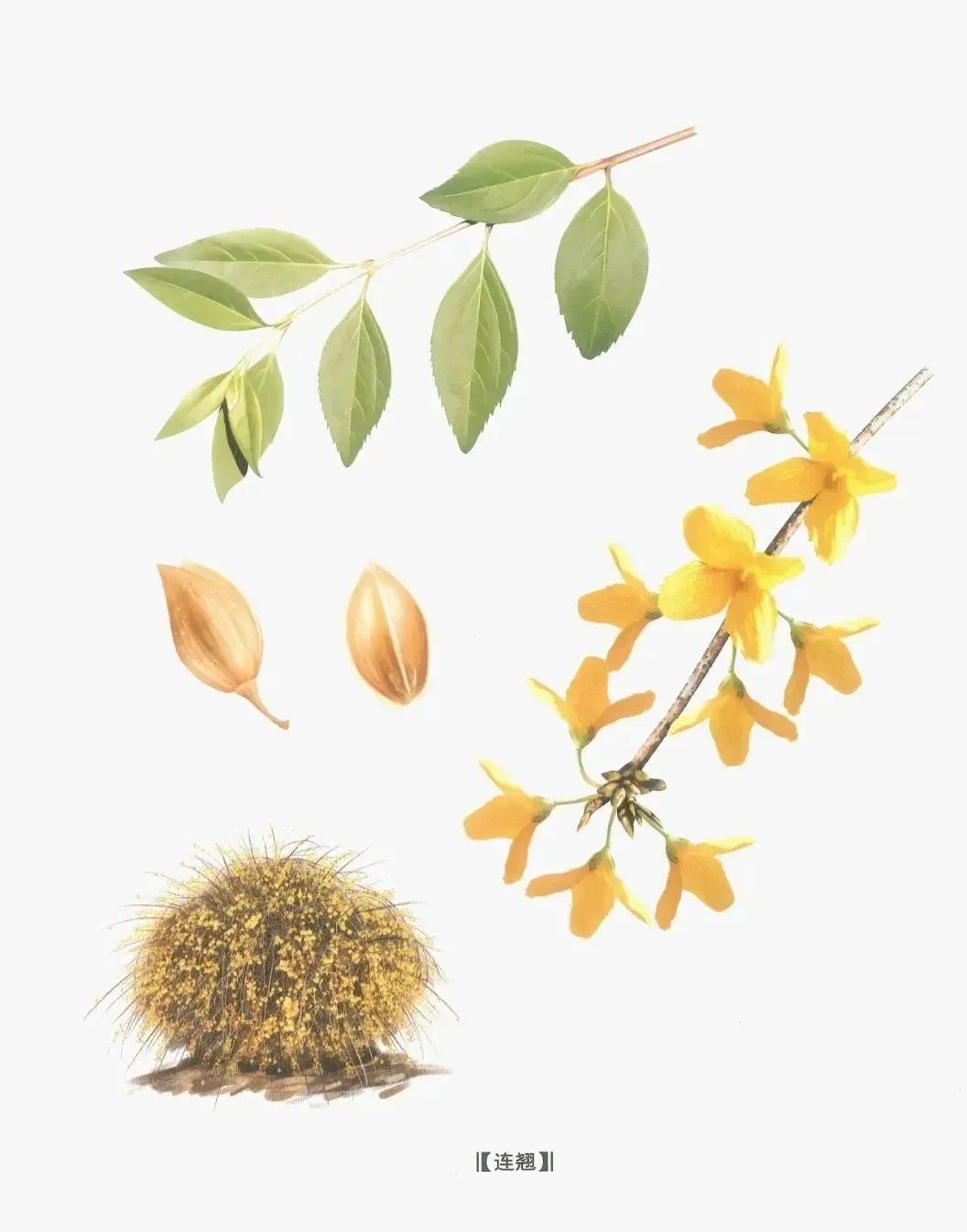 Lian Qiao: I Am Not Forsythia, Spring Comes with Me