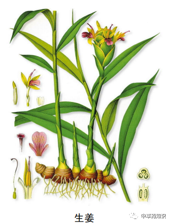 Illustrated Guide to the Shennong Bencao Jing: Dried Ginger