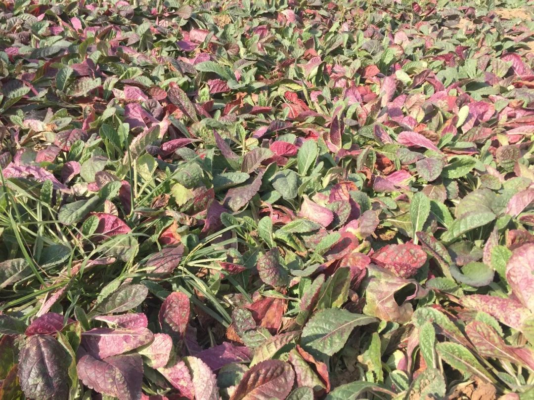The Benefits of Nine Steams and Nine Sun Dried Rehmannia: Nourishing Essence and Blood, and Supporting the Five Organs