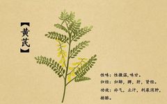 Astragalus: A Treasure for Health, Nourishing Qi and Strengthening the Body!