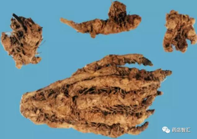 The Uses, Efficacy, Contraindications, and Applicable Populations of Huang Lian (Coptis chinensis)