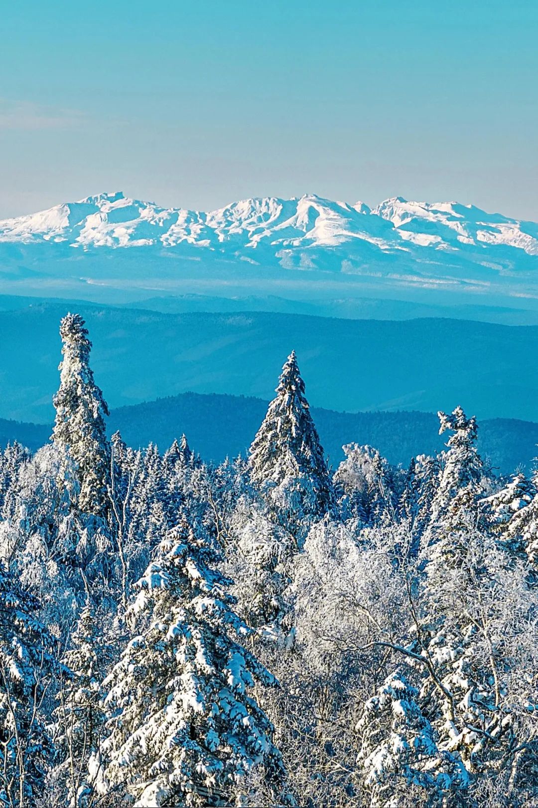 Young People Embrace Changbai Mountain Ginseng!