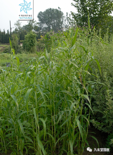 Traditional Chinese Medicine: Coix Seed and Coix Root