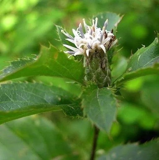Transforming Dampness: The Role of Cang Zhu (Atractylodes lancea) in Traditional Chinese Medicine