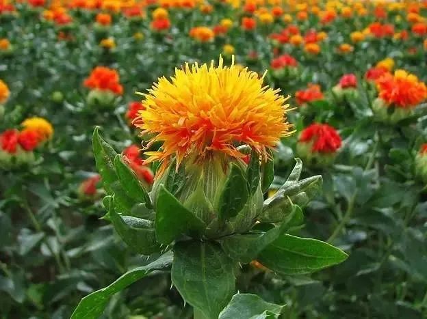 Blood-Activating and Menstrual Regulation Herbs