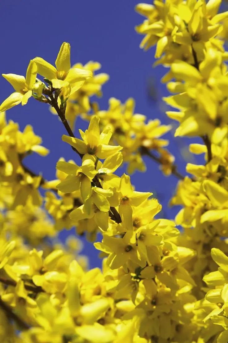 Aromatic Profile | Forsythia suspensa