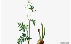 Chuanxiong (Rhizoma Chuanxiong) - A Comprehensive Overview