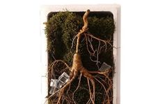 The Remarkable Effects of Ginseng: Top Ten Benefits