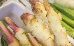 Clinical Applications of Fresh Ginger, Dried Ginger, Processed Ginger, and Ginger Charcoal