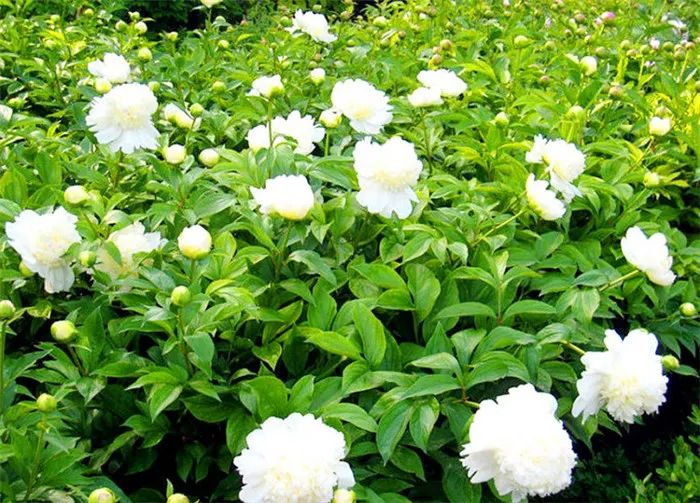 Daily Learning of a Chinese Herb: Bai Shao (White Peony)